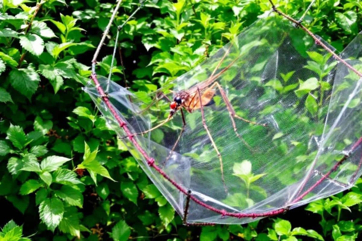 Piège à moustique avec bicarbonate de soude