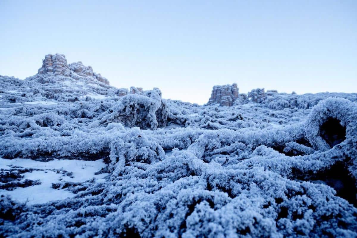 Peut-on laisser les betteraves rouges en terre