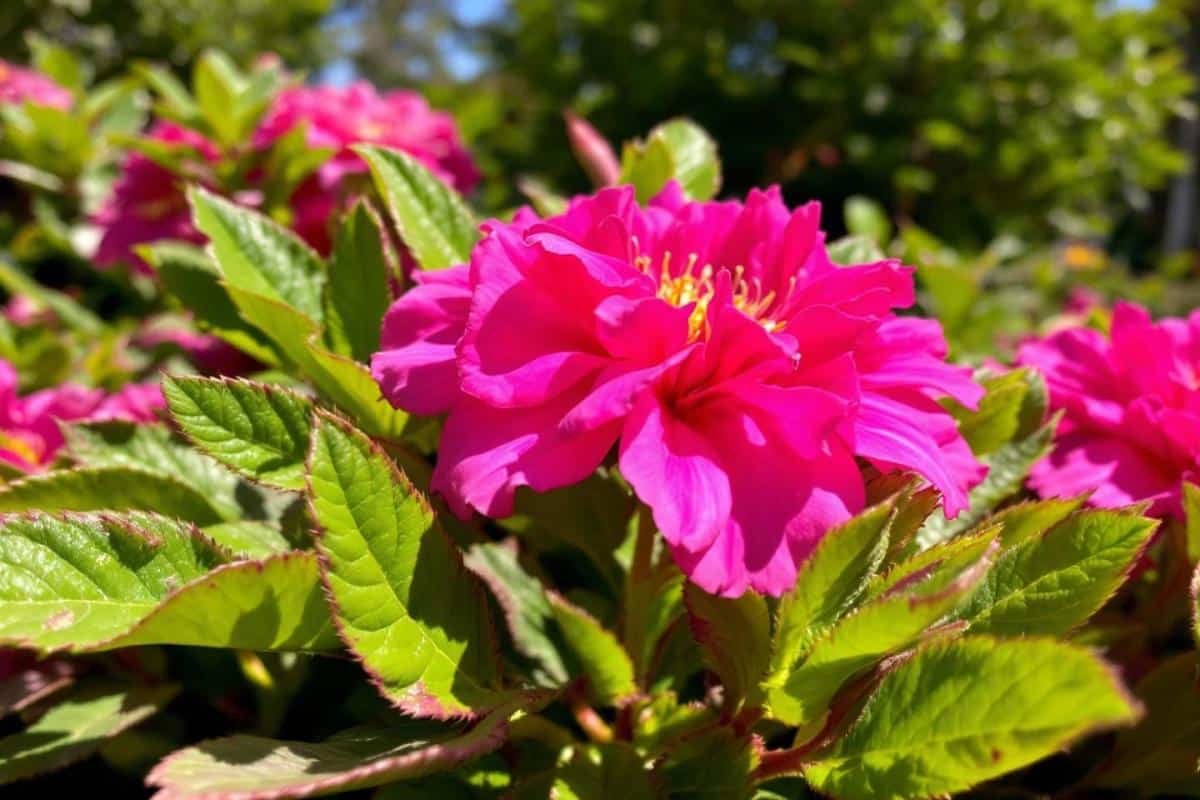 Les plus belles couleurs complémentaires du rose