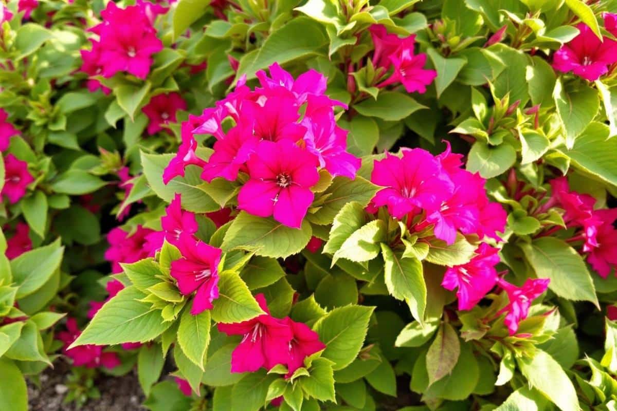 Les plus belles couleurs complémentaires du vert