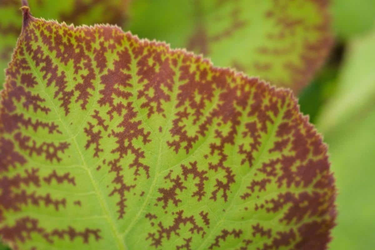 Faut-il couper le bout des feuilles marron ?