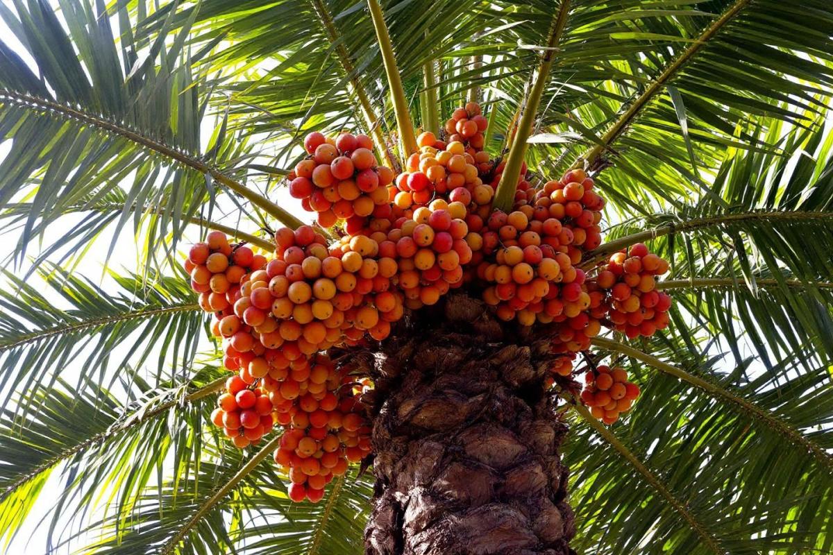 Mon palmier fait des grappes : faut-il les couper ?