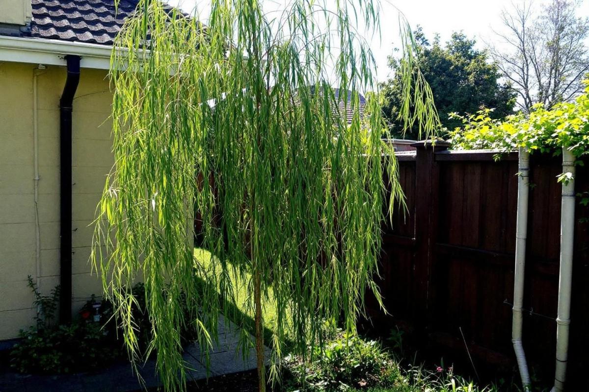 Quels sont les dangers des racines de saule tortueux ?