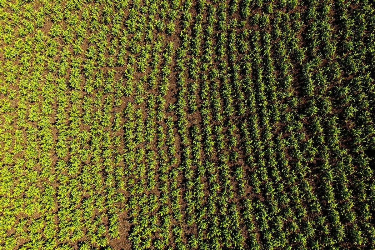 Quelle distance de plantation des pommes de terre ?