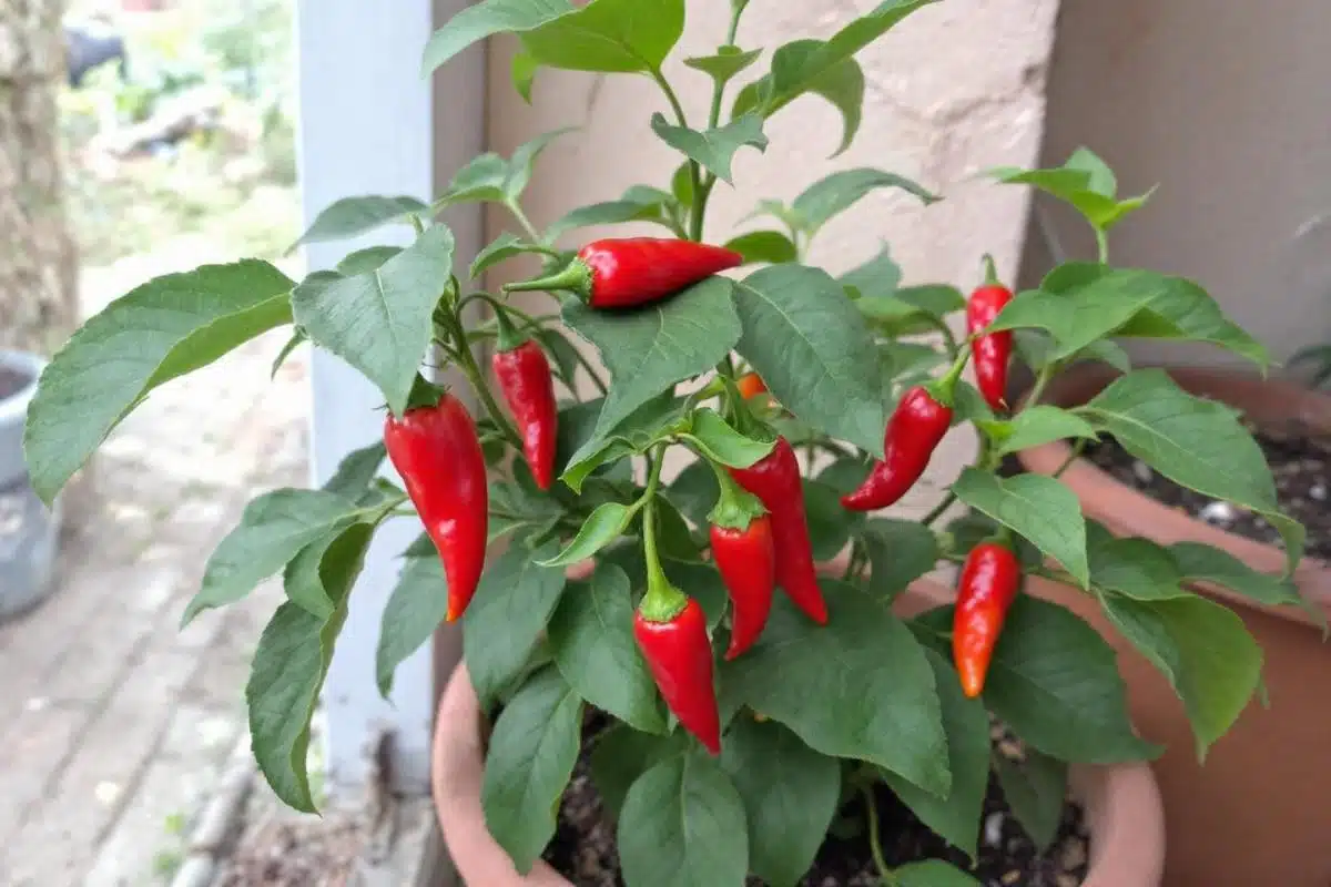 Quelle est la durée de vie d'un pied de piment ?