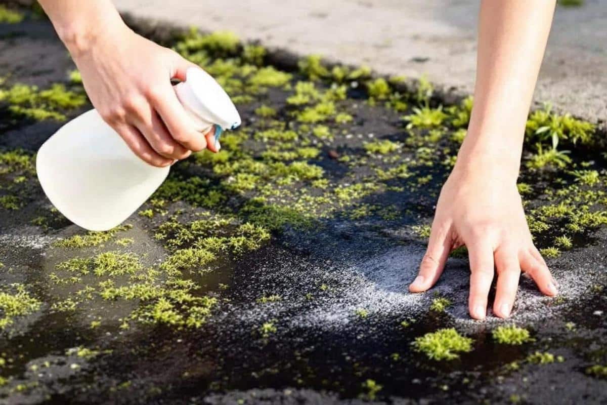 Comment enlever la mousse sur goudron avec du vinaigre blanc ?