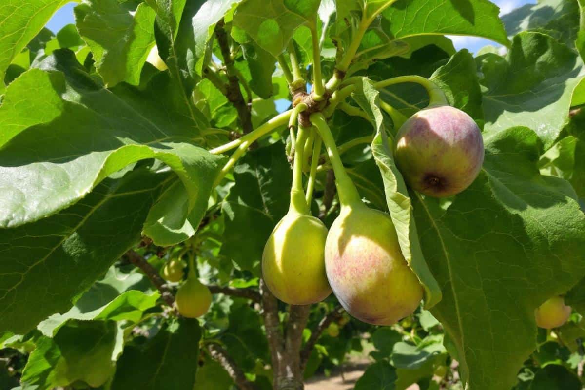 À quel âge un figuier donne des fruits ?