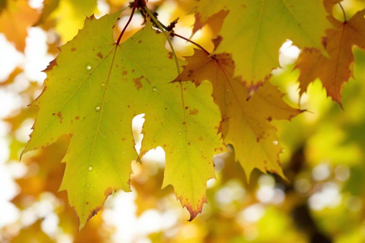 Quels sont les inconvénients du liquidambar ?