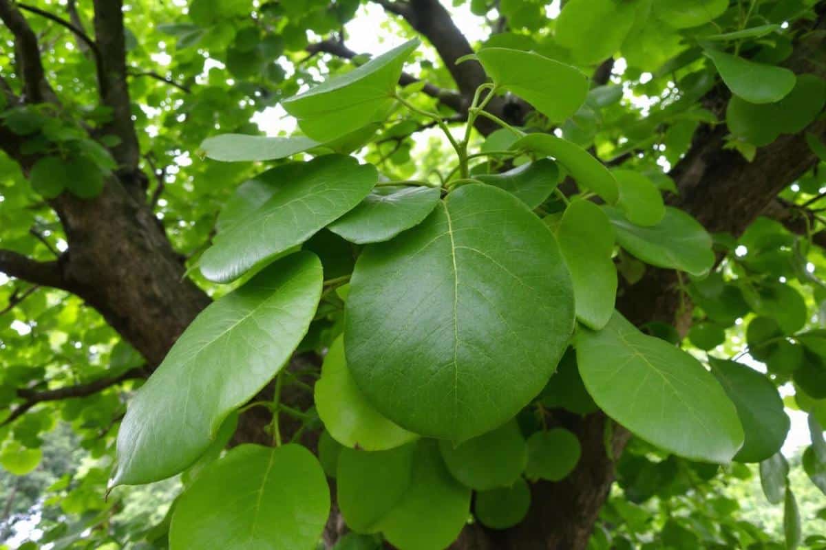 Quels sont les inconvénients du liquidambar ?