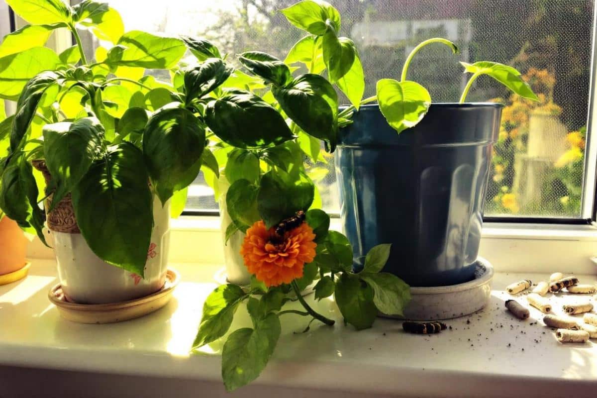 Comment se débarrasser des chenilles dans son appartement ?