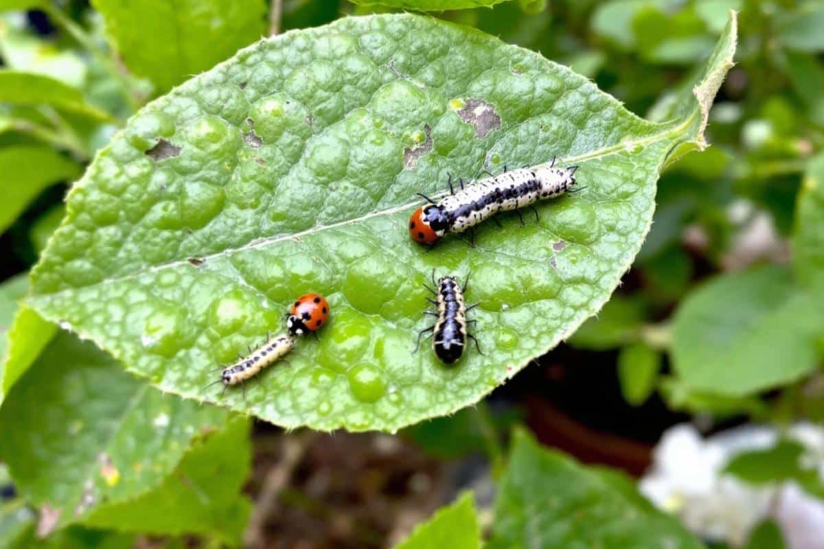 Quelles sont les maladies du chèvrefeuille ?