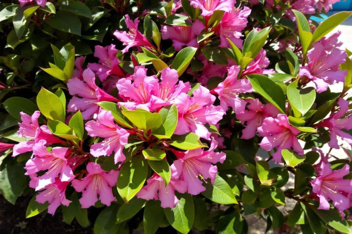 Profondeur racines laurier-rose : que faut-il savoir ?